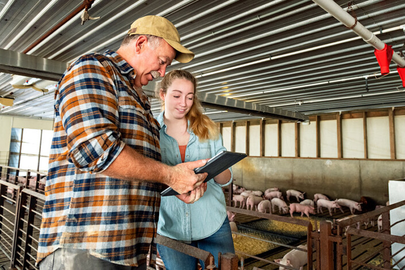 A father and daughter team works on a tablet in a pig enclosure