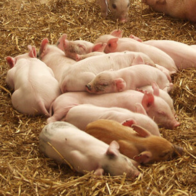 feature-piglets.jpg