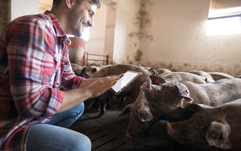 A young farmer uses a tablet in his barn