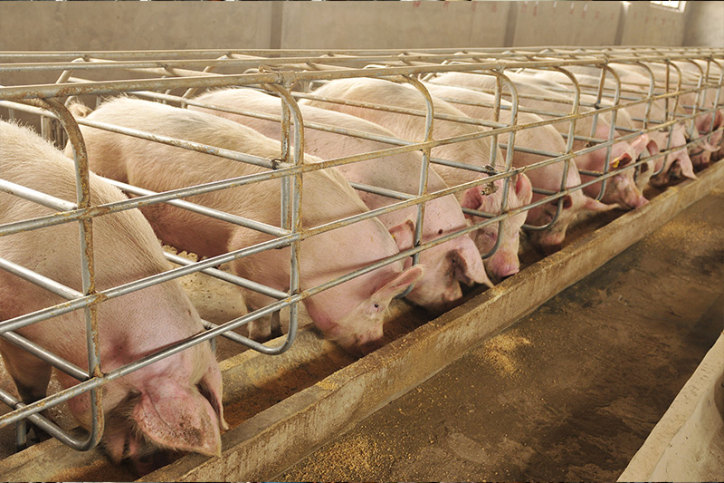 Pigs in an animal shelter